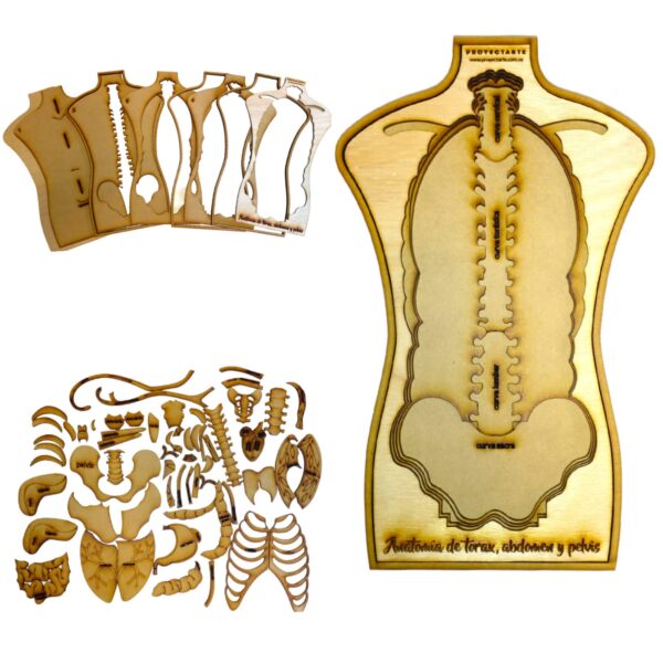 Hombre anatomico