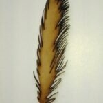 Pluma n°2