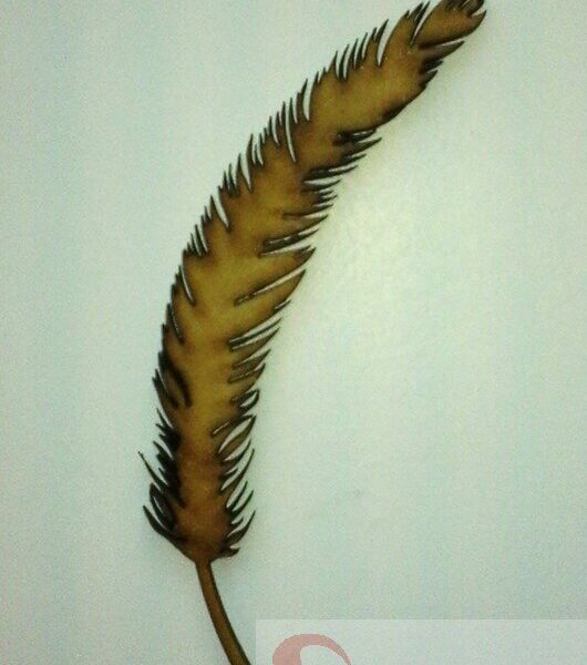 Pluma n°3